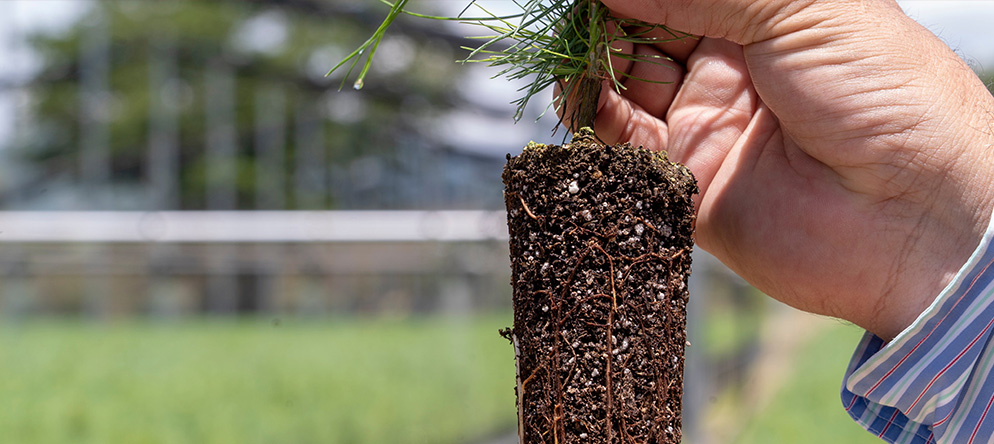 Dona la FAHHO 5 millones de árboles para reforestar Oaxaca en el 2020